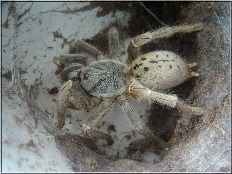 Fort Hall Baboon Tarantula for Sale