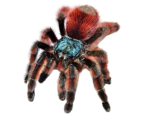 Antilles Pink Toe Tarantula for Sale