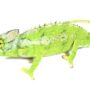 Antimena Chameleon