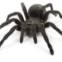Brazilian Black Tarantula