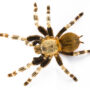 Brazilian Red and White Tarantula
