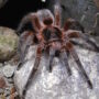 Chilean Copper Tarantula