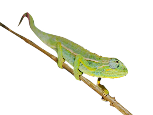 Elliots Chameleon for Sale