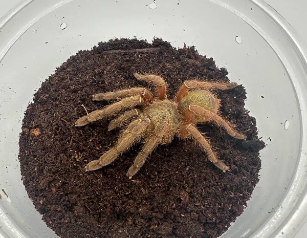 Emerald Skeleton Tarantula for Sale