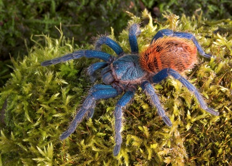 Greenbottle Blue Tarantula for Sale