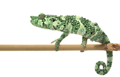Mellers Chameleon for Sale
