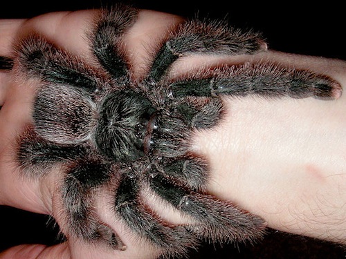 Metallic Pink Toe Tarantula for Sale