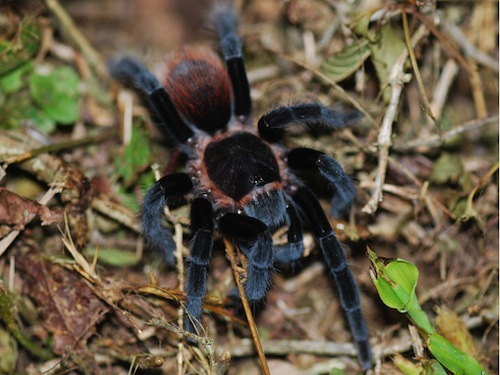 Mexican Red Rump Tarantula for Sale