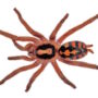 Pumpkin Patch Tarantula