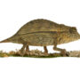 Pygmy Chameleon