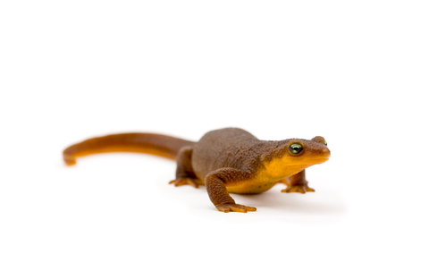 Rough Skinned Newt for Sale
