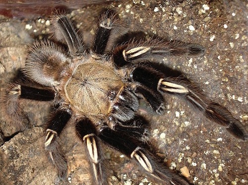 Skeleton Leg Tarantula for Sale