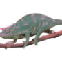 Three Horned Chameleon