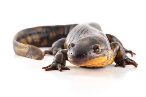 Tiger Salamander for Sale