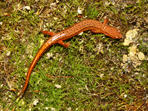 Southern Two-lined Salamander for Sale