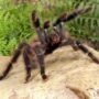 Goliath Pinkfoot Tarantula