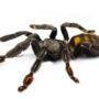 Venezuelan Suntiger Tarantula