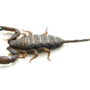 Flat Rock Scorpion