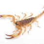 Wahlbergs Burrowing Scorpion